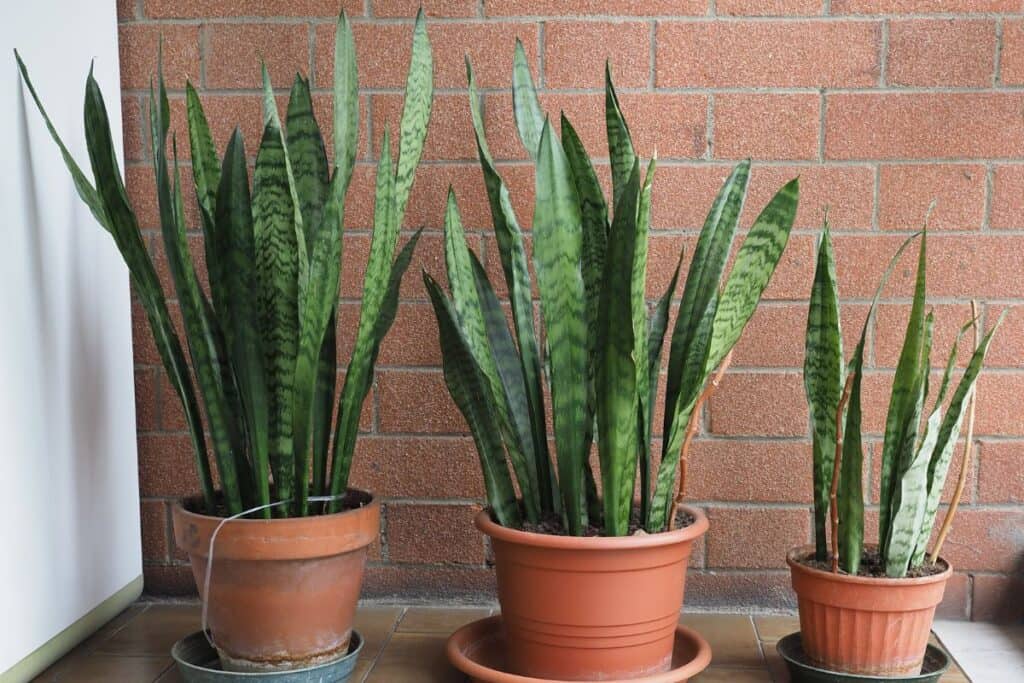 How Fast Do Snake Plants Grow Houseplant Alley